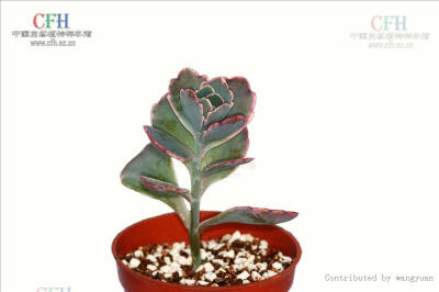 Kalanchoe fedtschenkoi 'Rosy Dawn' 玉吊钟