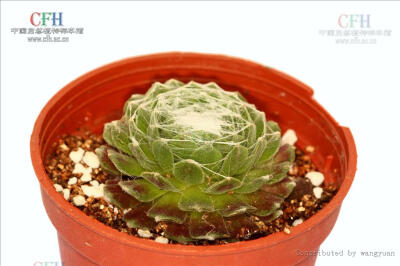 Sempervivum arachnoideum 卷绢