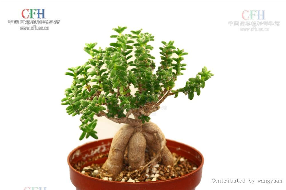 Trichodiadema bulbosum 姬红小松