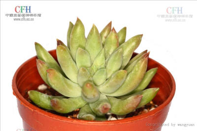 Sedeveria 'Harry Butterfield' 王玉珠帘