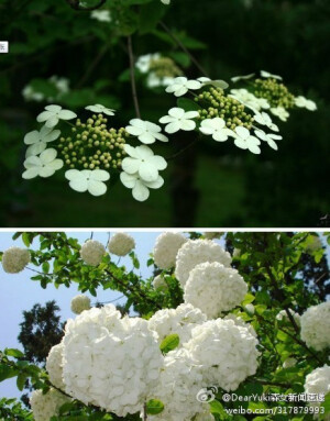 owl【植物神经】琼花花语:美丽,浪漫,完美的爱情!琼花为扬州市花,昆山三宝之一.它以淡雅的风姿和独特的风韵,以及富有传奇浪漫色彩的传说和逸闻逸事,博得了世人的厚爱和文人墨客的不绝赞赏,被称为稀世奇花异卉。