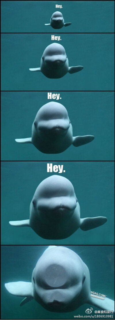 Hey~~~Hey~~~Hey~~~Hey~~HI！天然呆的小白鲸