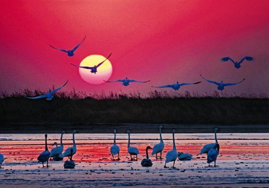 扎龙自然保护区