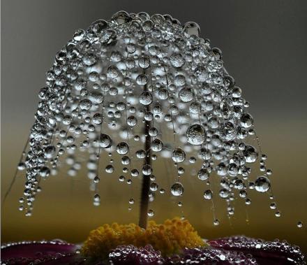 沾满露水の蒲公英