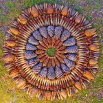 ponderosa pine cones - Sedona, AZ