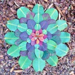 smoke bush, eucalyptus ~ Cornville, AZ