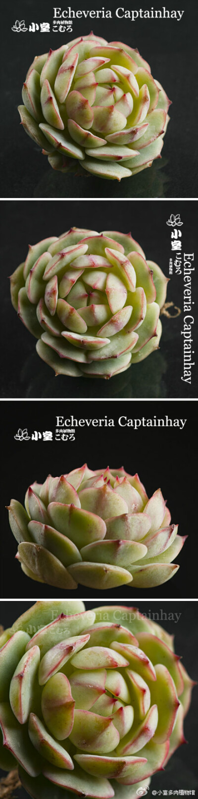 Echeveria Captainhay 这个翻译过来是什么~