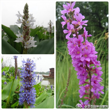 【梭鱼草】（学名：Pontederia cordata），别名北美梭鱼草、海寿花，是一种梭鱼草属植物。