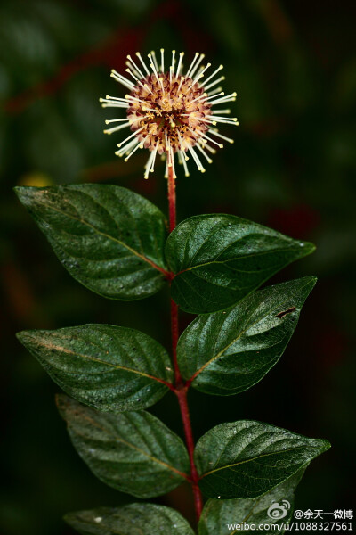 细叶水团花 Adina rubella ，茜草科水团花属。其实这个属现在属于从茜草科分出来的水团花科Naucleaceae。姿态优雅的小灌木，花序很可爱。去年差不多这个时候拍的，摄于昆植。