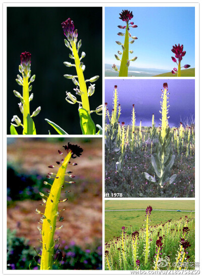 【蜡烛花】 英文名：desert candle。蜡烛花是长在美国西部沙漠的1年生植物，下过雨会开花，结完种子就死掉。特別的地方在于它的花茎非常粗大，像是一根蜡烛。紫色中带点白色的是花，黃色的是花茎，绿色细细的是果实…