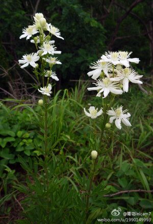 长冬草（Clematis hexapetala var. tchefouensis），毛茛科铁线莲属多年生草本。别名铁扫帚、黑老婆秧。