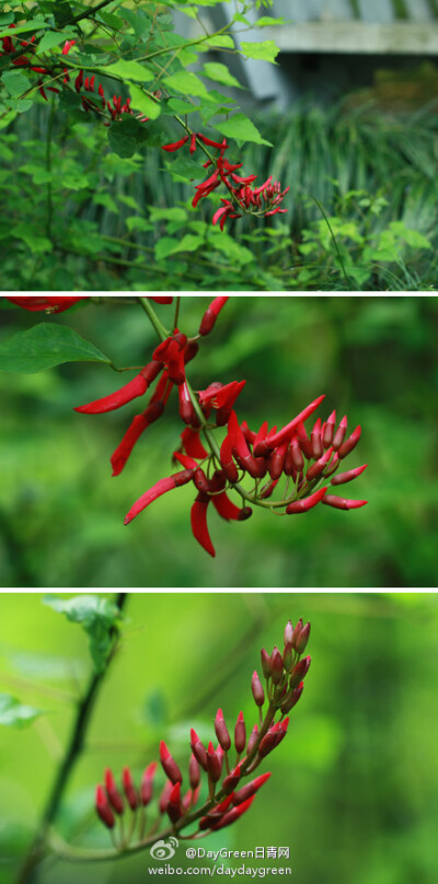 龙牙花。又名象牙红，在华南是常见的植物，难得在杭州植物园也见到两株。初夏开花，深红色的总状花序好似一串红色月牙，艳丽夺目。不过这过于艳丽的颜色也在提醒我们：龙牙花有毒。当颜色、气味、形态这些因素超出常…