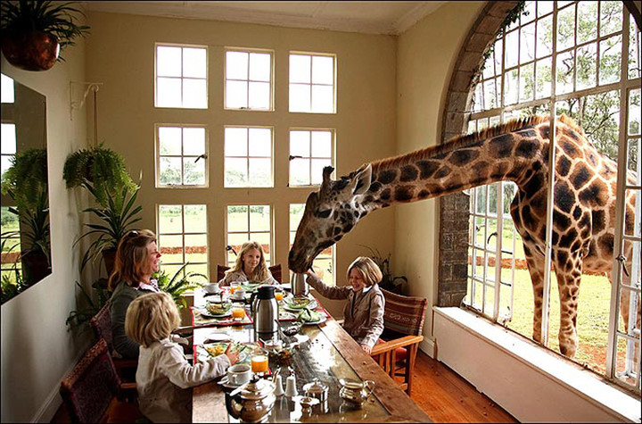 位于肯尼亚内罗毕附近的长颈鹿庄园是世界上唯一一家以长颈鹿为主题的酒店，庄园的主人卡尔哈特雷夫妇以与9只罗特希尔德长颈鹿同住而闻名。这种世界上最高的动物自由徜徉在庄园里，每天快到9时的时候，这些长颈鹿就会…