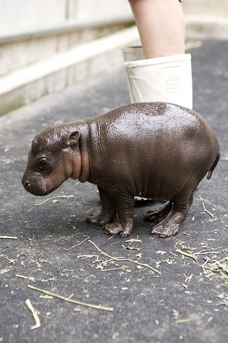 baby hippo