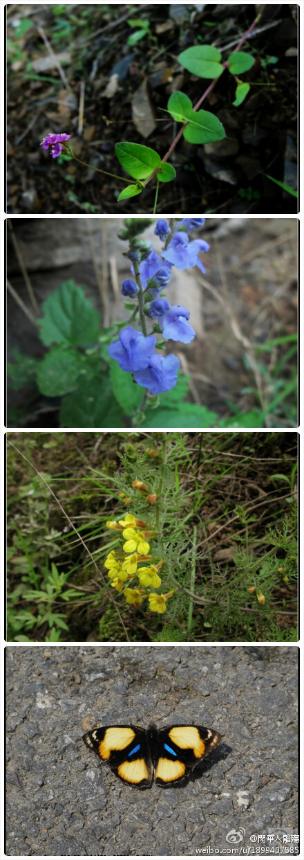 黄细心 Boerhavia diffusa 紫茉莉科黄细心属；韧黄芩 Scutellaria tenax 唇形科黄芩属；细裂叶松蒿 Phtheirospermum tenuisectum 玄参科松蒿属还有超级可爱合作的黄裳眼蛱蝶