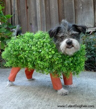 diy halloween . pet costumes