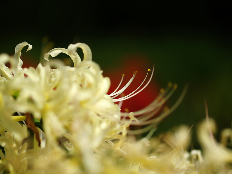 曼陀罗华（Lycoris radiata var. alba），与曼珠沙华很相似，只是红色石蒜是曼珠沙华，而白色石蒜则是曼陀罗华。相同点都是开花不长叶，长叶不开花。花叶两不相见，生生相惜，彼此思念……传言曼陀罗华是天堂之花，与曼珠沙华同样代表死亡，但曼珠沙华通向地狱，而曼陀罗华通向天堂，据说亡灵每走一步，就会盛开一朵花，直至天堂之门。花语是无尽的思念，绝望的爱情，天堂的来信。