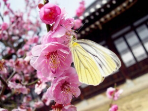 花有重开日，人无再少年。