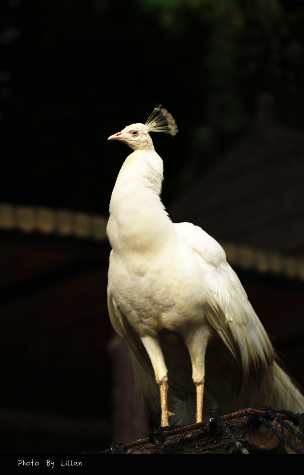 厦门游 鼓浪屿 岛上的百鸟园中的孔雀