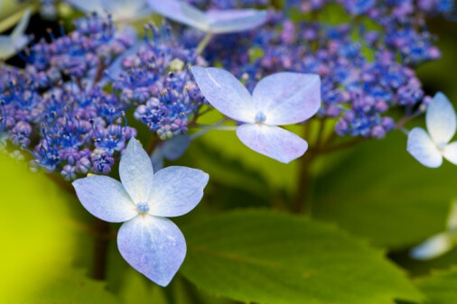 Hydrangea serrata 'Hime-benigaku' 泽八绣球"丸弁姬"