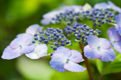 Hydrangea serrata 'Klavaren' 泽八绣球"克拉瓦伦"