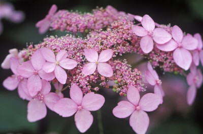 Hydrangea serrata 'Tiara' 泽八绣球"三重冠"