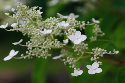 Hydrangea paniculata 圆锥绣球