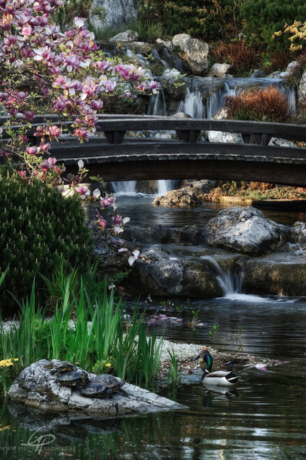 静水流深，沧笙踏歌，如花美眷，只缘感你一回顾，使我常思朝与暮。转身后，一缕幽香远，逝雪浅，春意浓，笑意深。一叶绽放一追寻，一花盛开一世界，一生相思为一人。