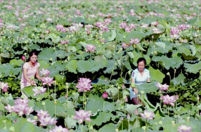 又一花海