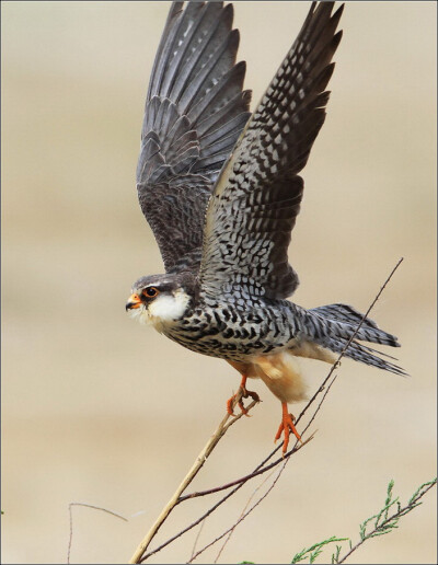 精彩绝伦的抓拍！【唯美组图】 - 無為居士 - 聚美齋