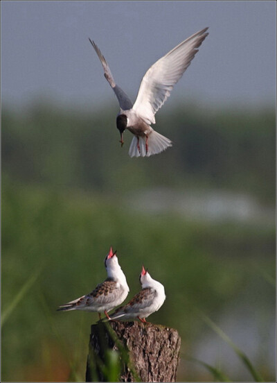 精彩绝伦的抓拍！【唯美组图】 - 無為居士 - 聚美齋