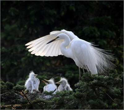 精彩绝伦的抓拍！【唯美组图】 - 無為居士 - 聚美齋