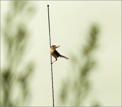 精彩绝伦的抓拍！【唯美组图】 - 無為居士 - 聚美齋