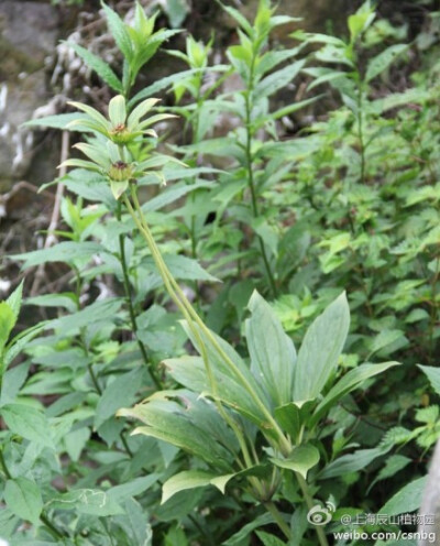 七叶一枝花（Paris polyphylla var. chinensis ）以根茎入药，有清热解毒、消肿止痛功效，浙江山区流传药谚“七叶一枝花，无名肿毒一把抓”。本草纲目：“七叶一枝花，深山是我家，痈疽如遇我，一似手拈拿?！泵窦涠唷? data-iid=