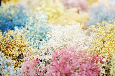 把芬芳留给年华。