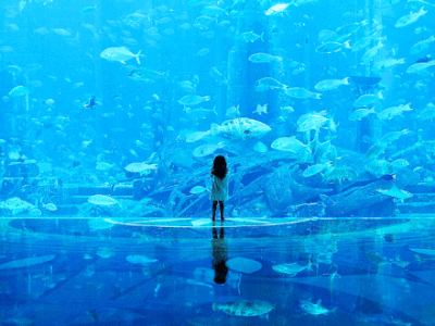 迪拜的水族馆，蓝色的世界，你来吗？