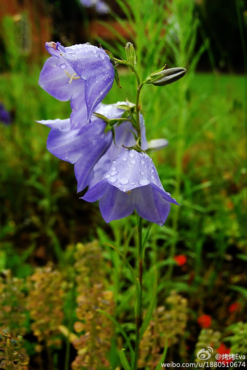 桃叶风铃草Campanula persicifolia，桔梗科，风铃草属