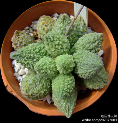 景天科天章属多肉植物太平樂，别名：朱唇石、苦瓜，学名：Adromischus herrei { photo by：ceropegia }