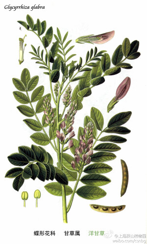 洋甘草，豆科，甘草属，多年生草本植物。花期5-6月，果期7-9月。根和根状茎可供药用：补脾，益气，清热解毒，祛痰止喘，缓急止痛，调和诸药。