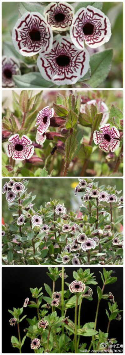 斑点猴面花（Mimulus pictus ，“Calico Monkey Flower”）