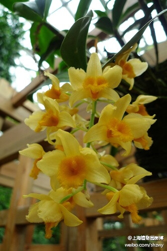 密花石斛Dendrobium densiflorum