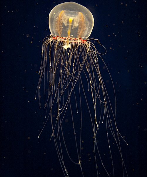 jellyfish