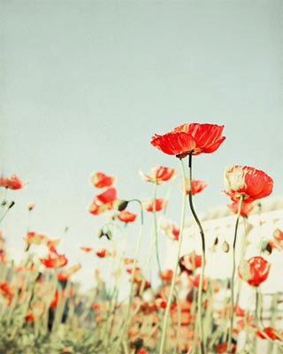 Red Poppy Flower Photo-©BreeMaddenPhotography