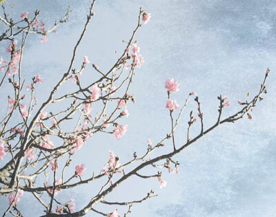 Cherry Blossoms Tree Print- ©BreeMaddenPhotography