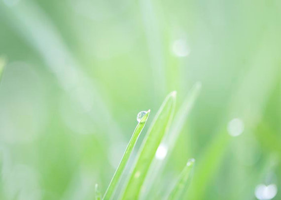 Fresh Spring Green Grass-©BreeMaddenPhotography