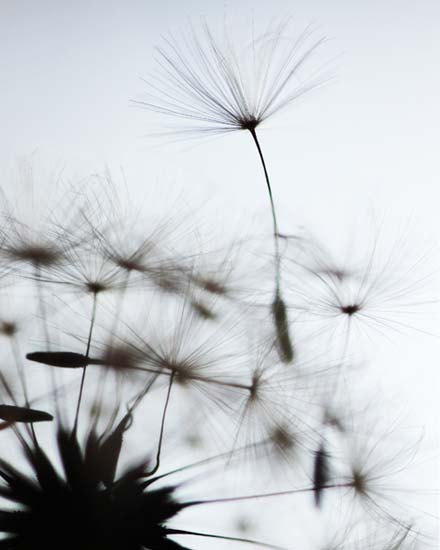 Dandelion Fine Art-©BreeMaddenPhotography