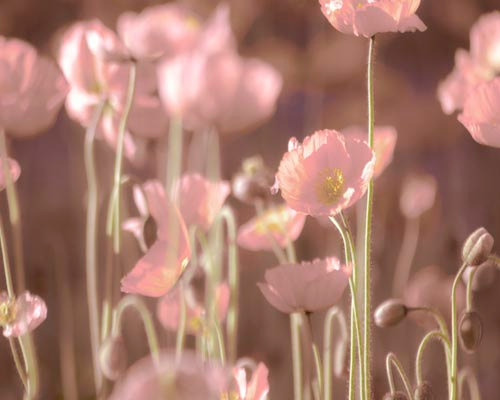 Peach Pink Poppy Flower Field-?BreeMaddenPhotography