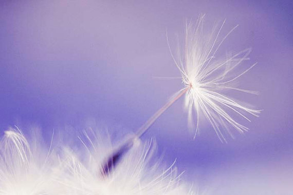 Whimsical Purple Lavender Dandelion Art-?BreeMaddenPhotography