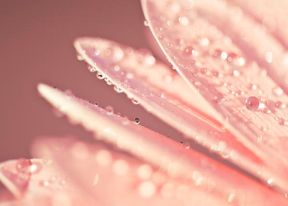 Peach Coral Flower Petals-©BreeMaddenPhotography