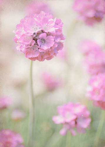 Pink Green Pastel Spring Flower Photography-©BreeMaddenPhotography